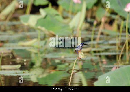 L'Azzurro kingfisher, appollaiato su un vecchio testa di ninfea, guardando attentamente per il suo prossimo pasto Foto Stock