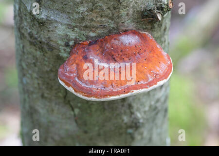 Fomitopsis pinicola, noto come il nastro rosso conk o rosso-belted fungo della staffa Foto Stock