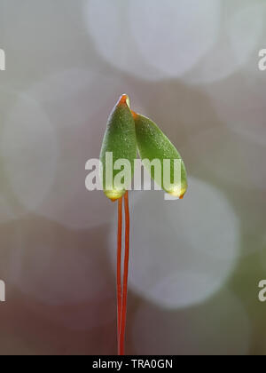 Sporangia pohlia di MOSS, Pohlia nutans Foto Stock