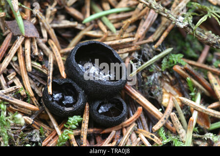 Pseudoplectania nigrella, comunemente noto come l'ebano cup, il nero plectania false o pelose Tazza nera Foto Stock