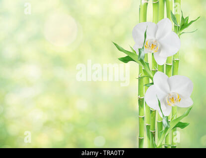 Più steli di Lucky Bamboo (Dracaena Sanderiana) con foglie verdi e due fiori di orchidea bianchi, isolato su sfondo bianco, con copy-spazio Foto Stock