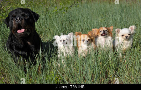 Poco chihuahuas e rottweiler appoggiato nella natura in estate Foto Stock