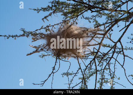Il web di un ragno sociale, Stegodyphus mimosarum, in un thorn tree, iMfolozi, Sud Africa. Foto Stock