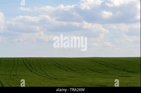 Ad alta densità con grano a grano intero, picchi di maturazione sullo sfondo del campo e sk. - Immagine Foto Stock