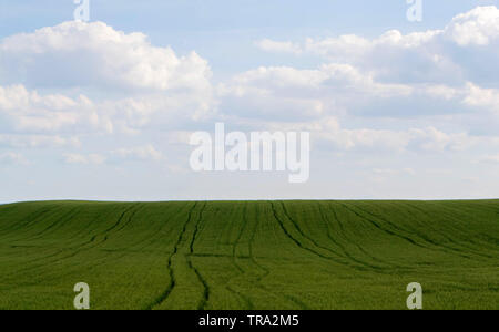 Ad alta densità con grano a grano intero, picchi di maturazione sullo sfondo del campo e sk. - Immagine Foto Stock