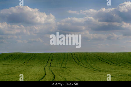 Ad alta densità con grano a grano intero, picchi di maturazione sullo sfondo del campo e sk. - Immagine Foto Stock