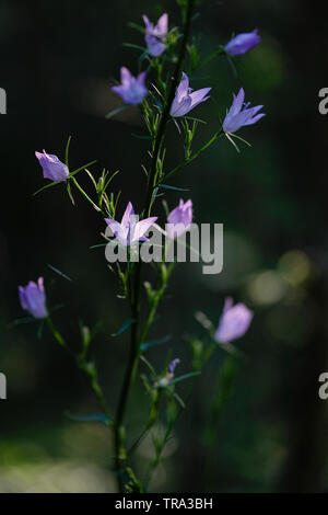 Campanule in legno Foto Stock