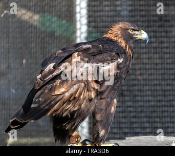Aquila Marrone con gli occhi gialli seduta su roccia Foto Stock