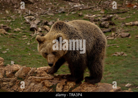 Orso europeo (Ursus arctos) mangiare cibo, nel villaggio di Kutarevo, vicino Gospic, Croazia. Sab. aprile, 4, 2015 Foto Stock