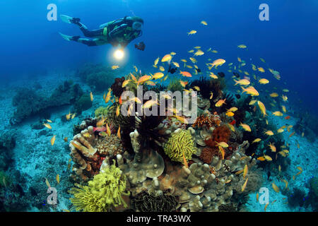 Scuba Diver e gioiello fairy basslets (Pseudanthias squamipinnis) ad una colorata barriera corallina, Panglao, isola di Bohol, Visayas, Filippine Foto Stock