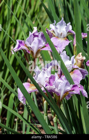 Viola Iris sibirica 'Danza Ballerina Dance' Foto Stock