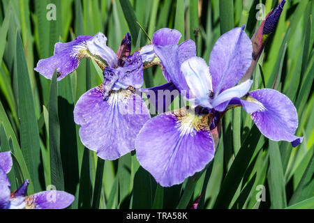Primo piano di fiori blu della forma selezionata dell'iride siberiana, Iris sibirica 'Lake Niklas' fiore blu dell'iride Foto Stock
