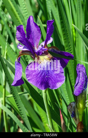 Blu Iris sibirica "Pansy Purple' Foto Stock