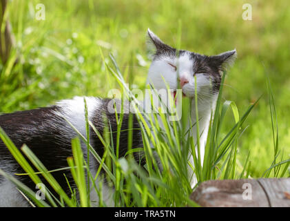 Gatto in posa di erba, gattino nel giardino. Sfondo verde. Foto Stock