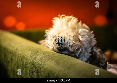 Funny little poodle posa sul letto. Foto Stock