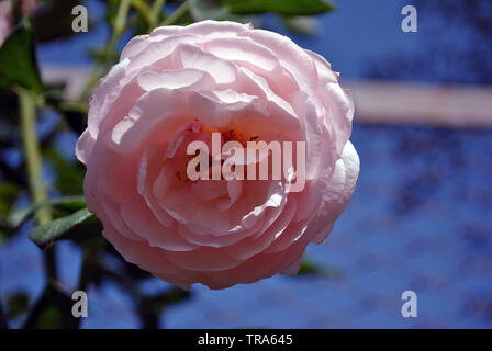 Soft rosa pastello terry la fioritura delle rose sulla macchia verde, petali close up dettaglio, soft sfocata blue sky sfondo bokeh di fondo, vista dall'alto Foto Stock