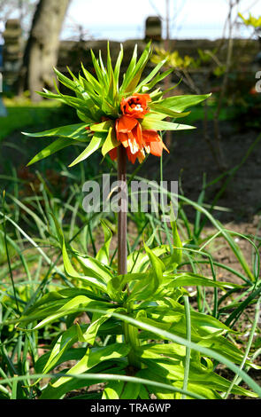 Fritillaria imperialis Rubra fioritura in un giardino in Chester Foto Stock