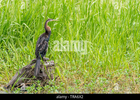 Bella Australasian Darter uccello appollaiato su un tronco di albero in una zona paludosa di Kakadu Park, Australia Foto Stock