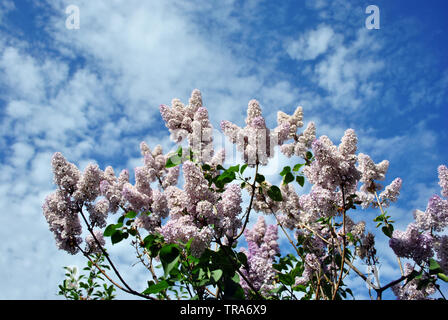 Bianco fiori lilla sul blu molla nuvoloso sfondo cielo, vista da terra sulla parte superiore Foto Stock