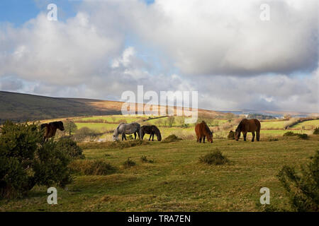 Dartmoor pony pascolo a croce Rowden vicino Widecombe-nel-Moor, Dartmoor Devon, Regno Unito Foto Stock