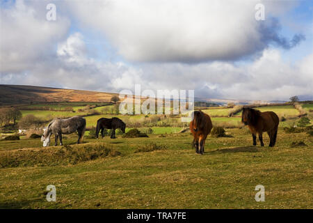 Dartmoor pony pascolo a croce Rowden vicino Widecombe-nel-Moor, Dartmoor Devon, Regno Unito Foto Stock