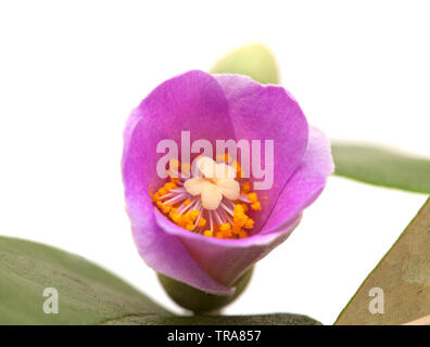 Fiori di colore rosa di Lagunaria patersonia, struttura piramidale, isolato su bianco Foto Stock