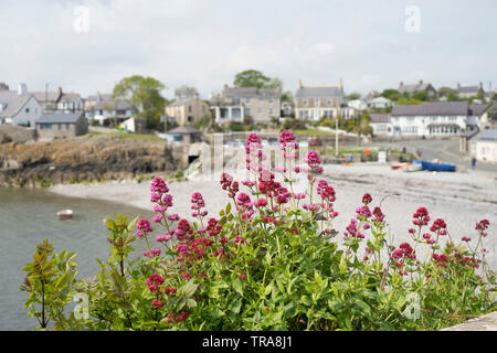 Moelfre, Isola di Anglesey, Galles, Regno Unito Foto Stock