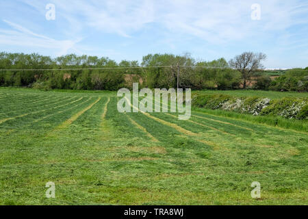 Erba tagliata in un campo di agricoltori Foto Stock