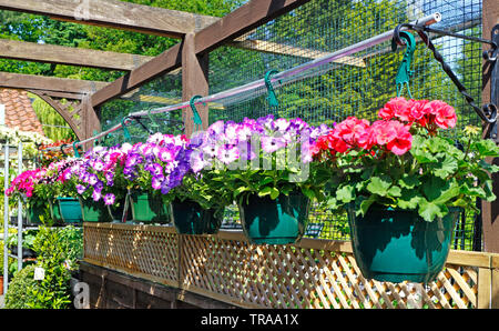 Una selezione di cestelli appesi sul visualizzatore in corrispondenza di un Wyevale Garden Center presso la struttura Sprowston, Norfolk, Inghilterra, Regno Unito, Europa. Foto Stock