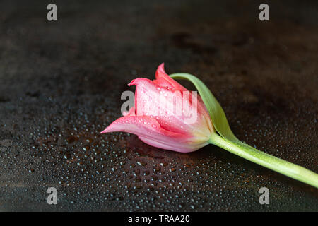 Close up di un singolo red tulip con gocce d'acqua giacente su di uno sfondo scuro Foto Stock