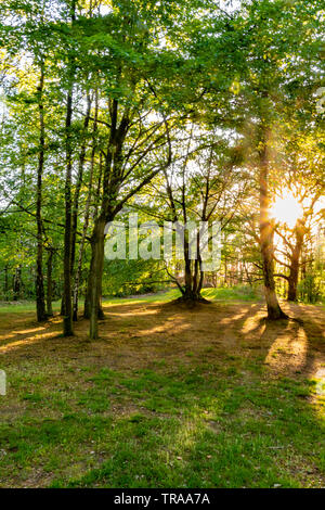 Vista sugli alberi tra cui la luce del sole che splende attraverso. Foto Stock