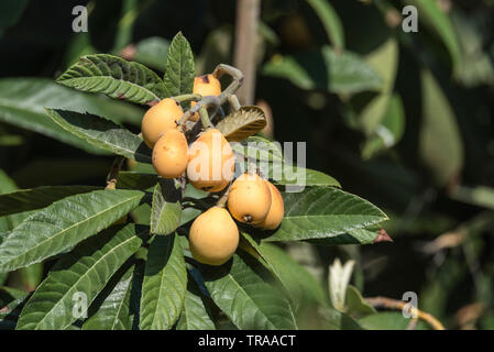 Frutto delle Nespole del Giappone (Eriobotrya japonica) Foto Stock