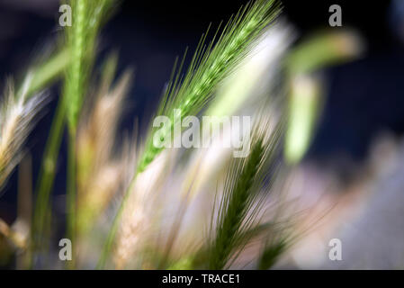 In prossimità di un crescendo di fresco steli di grano in un campo di sole primaverile Foto Stock