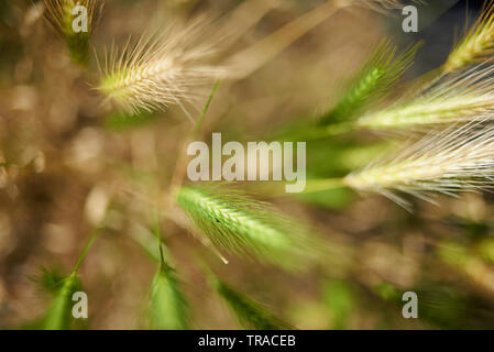 In prossimità di un crescendo di fresco steli di grano in un campo di sole primaverile Foto Stock