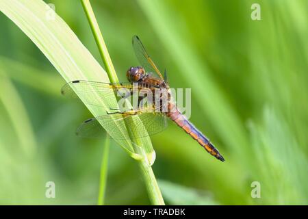 Scarse maschio Chaser, Libellula fulva, appoggiato sullo stelo. Foto Stock