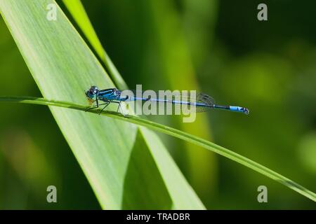 Azure Damselfly di mangiare la sua preda su una foglia di reed. Foto Stock