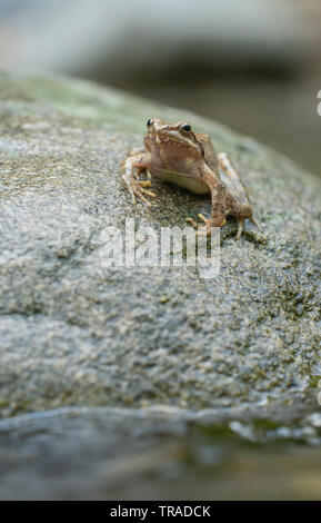 Flusso di greco rana Rana graeca,accanto al piccolo ruscello che durante la stagione riproduttiva. Foto Stock