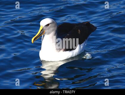 Un Buller's Albatross, preso al largo della costa della isola Stewart, Nuova Zelanda. Foto Stock