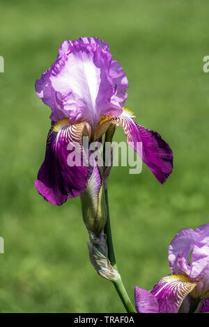 Iris Viola "Frieda Mohr', iridi, Tall barbuto Iris, bellissimo giardino di fiori, piante perenni Foto Stock