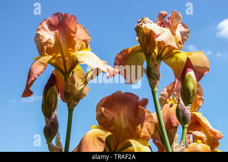 Iris arancione " Caraibi Tesoro", iridi, Tall barbuto Iris, bellissimo giardino di fiori, piante perenni Foto Stock