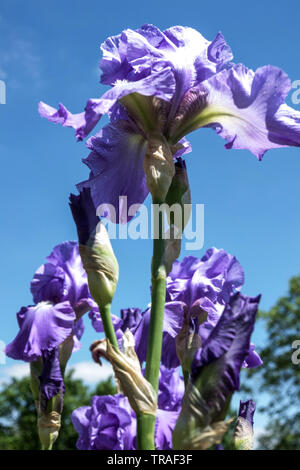 Tall barbuto, Iris Iris blu "Big League', iridi, piante perenni Foto Stock