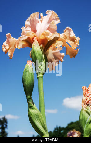 Iris di pesca "Epifania", Iris, Iris barbuti alti, splendidi fiori da giardino, pianta perenne Foto Stock