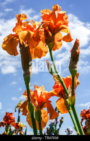 Iris arancione fiore 'Fireside Glow' Irises, Iris barbuto alto, bellissimi fiori da giardino, pianta perenne resistente, cielo blu fiori di maggio arancione Foto Stock