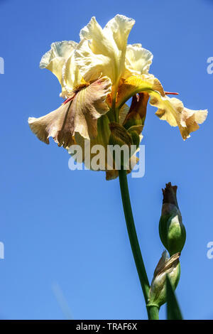 Iris 'Thornbird', Irises, Tall Bearded Iris, bellissimi fiori da giardino, pianta perenne di colore giallo pallido Foto Stock