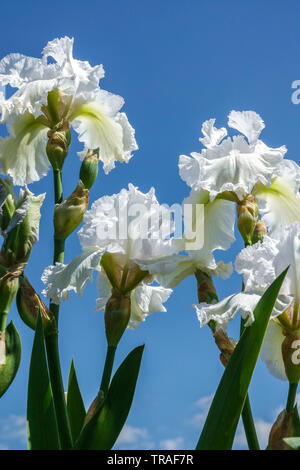 Fiore di iride bianco 'Merletto di Carrara', Irises, Iris dorato, bei fiori bianchi, pianta perenne Foto Stock