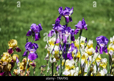 Iris, iride miste, fiori da giardino di Iris con semina Tall, piante perenni colorate Foto Stock