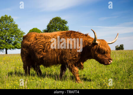 Highland Cow il roaming attraverso renoncules sul comune Minchinhampton Foto Stock