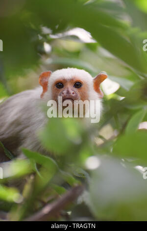 Silvery marmoset (Mico argentatus) Foto Stock
