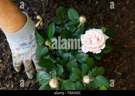 Piantare le rose rosa in giardino, giardinaggio, piante, rose Foto Stock