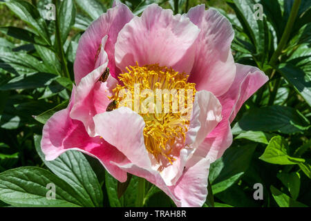 Paeonia lactiflora 'Gedenken', Rosa peonia close up fiore, Peonie Foto Stock